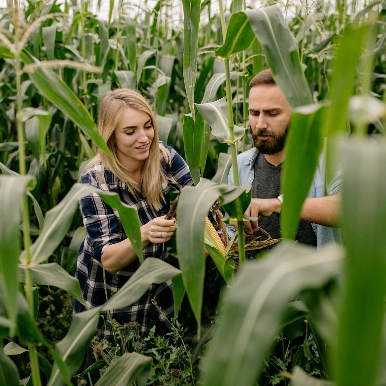 Advisor in the field